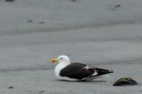 Larus dominicanus