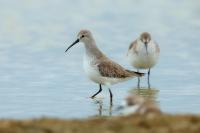 Calidris ferruginea