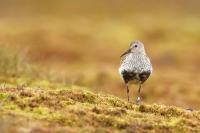 Norway - fauna