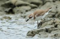 Charadrius leschenaultii