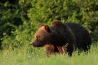 Brown bear