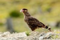 Caracara plancus