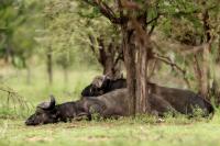 African buffalo