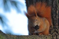 Red squirrel