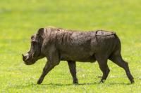 Common warthog