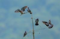 Columba oenas