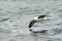 Antartica fauna