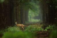 Roe deer