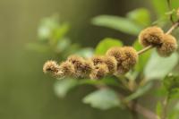 Tanzania-FLORA