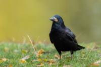 Corvus frugilegus