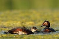 Podiceps nigricollis