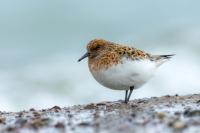 Calidris minuta