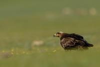 Aquila nipalensis