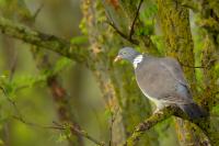 Columba palumbus