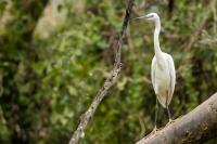 Zambia - FAUNA