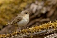 Phylloscopus collybita