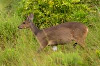 Bushbuck