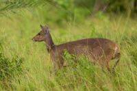 Bushbuck