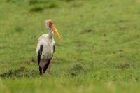 Mycteria ibis