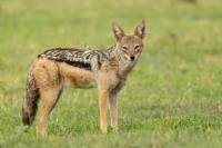 Black-backed jackal