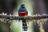 ECUADOR-FAUNA