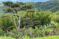 ECUADOR -FLORA