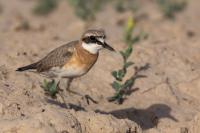 Charadrius leschenaultii