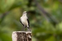 Mexico FAUNA