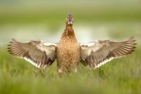 Hungary - FAUNA