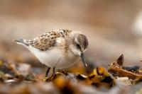 Calidris minuta