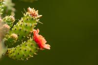 Madeira flora