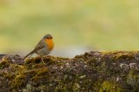 Madeira fauna