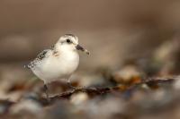 Calidris alba