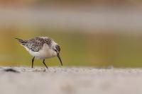 Calidris ferruginea