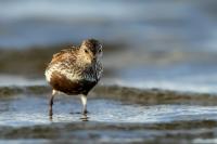 Calidris alpina