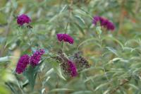 Tanzania-FLORA