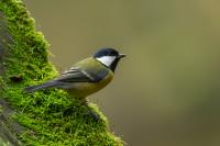 Parus major