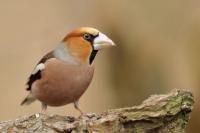 Coccothraustes coccothraustes