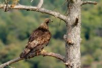 Aquila chrysaetos