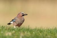 Garrulus glandarius