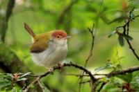 Sri Lanka FAUNA