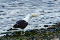 Larus dominicanus