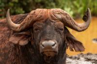 African buffalo