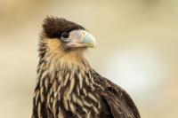 Caracara plancus