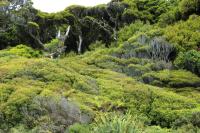 Landscape South Island