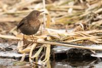 Turdus merula