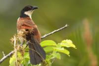 South Africa- Fauna