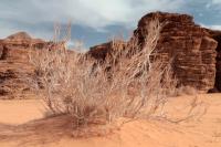 Wadi Rum