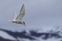 Norway - fauna