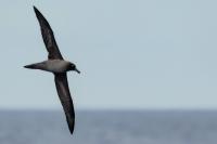 Antartica fauna